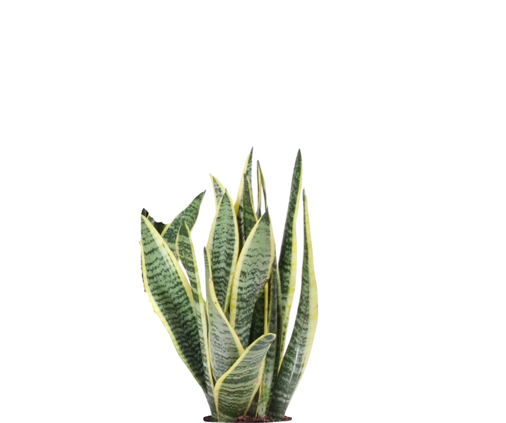 Bogenhanf - Sansevieria Laurentii - Schwiegermutterzunge