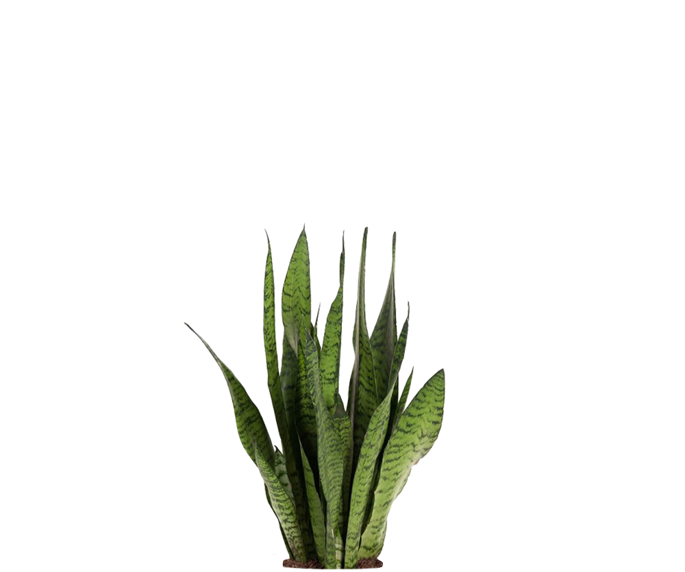 Bogenhanf - Sansevieria Zeylanica