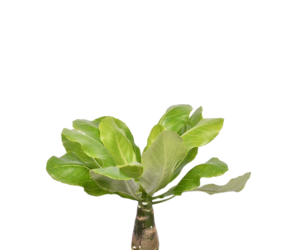 Hawaii Palme – Brighamia insignis