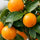 Citrus Calamondin Zimmerpflanze — Zwergzitrusbaum mit orangefarbenen Früchten