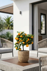 Calamondin Orange kaufen — Citrus x microcarpa mit Früchten als Zimmerpflanze, 30 cm