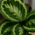 Calathea Medallion - Korbmarante Ø:14 H:40 cm Finestgreen 