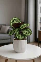 Calathea Medallion - Korbmarante Ø:14 H:40 cm Finestgreen 