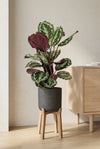 Calathea Medallion - Korbmarante