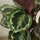 Calathea Medallion - Korbmarante Ø:21 H:70 cm Finestgreen 