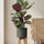 Calathea Medallion - Korbmarante Ø:21 H:70 cm Finestgreen 