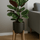 Calathea Set - Orbifolia & Medallion Finestgreen 