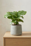 Calathea Orbifolia - Korbmarante