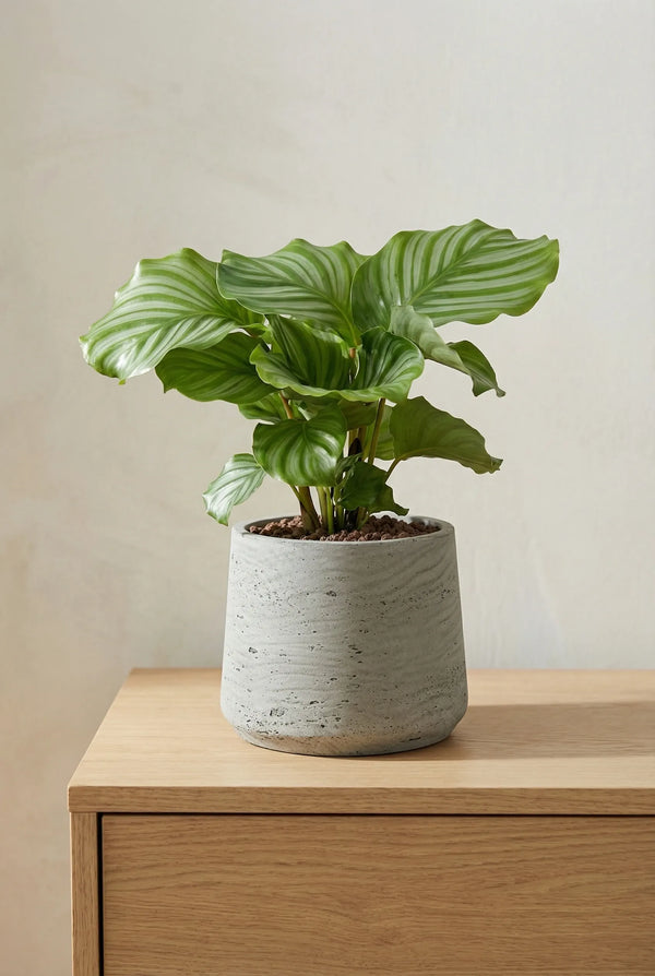 Calathea Orbifolia - Korbmarante