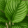 Calathea Orbifolia - Korbmarante Ø:14 H:45 cm Finestgreen 