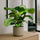 Calathea Set - Orbifolia & Medallion Finestgreen 