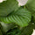 Calathea Orbifolia - Korbmarante Ø:21 H:70 cm Nahaufnahme Finestgreen