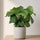 Calathea Orbifolia - Korbmarante Ø:21 H:70 cm Finestgreen 
