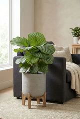 Calathea Orbifolia kaufen — Korbmarante mit breiten silbergrünen Streifenblättern, 80 cm