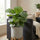 Calathea Orbifolia kaufen — Korbmarante mit breiten silbergrünen Streifenblättern, 80 cm