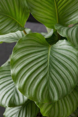 Calathea Orbifolia Korbmarante — tropische Zimmerpflanze mit silbergrün gestreiften Blättern