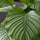 Calathea Orbifolia Korbmarante — tropische Zimmerpflanze mit silbergrün gestreiften Blättern