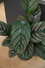 Calathea Ornata Korbmarante — dekorative Zimmerpflanze mit auffälligen Streifenblättern