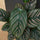 Calathea Ornata Korbmarante — dekorative Zimmerpflanze mit auffälligen Streifenblättern