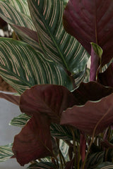 Calathea Ornata Korbmarante — tropische Zimmerpflanze mit dekorativen Streifenblättern