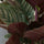 Calathea Ornata Korbmarante — tropische Zimmerpflanze mit dekorativen Streifenblättern