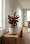 Calathea Triostar - Stromanthe Thalia