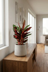 Calathea Triostar kaufen — dreifarbige Korbmarante mit Grün, Weiß und Pink, 60 cm
