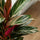 Calathea Triostar Korbmarante — tropische Zimmerpflanze mit bunten dreifarbigen Blättern