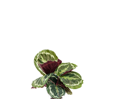 Calathea Medallion - Korbmarante