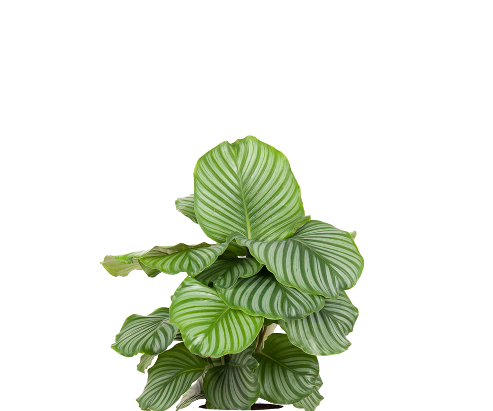 Calathea Orbifolia - Korbmarante