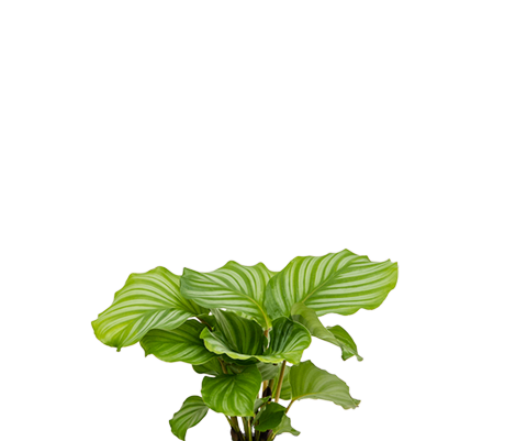 Calathea Orbifolia - Korbmarante