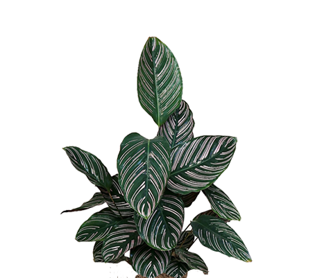 Calathea Ornata - Korbmarante