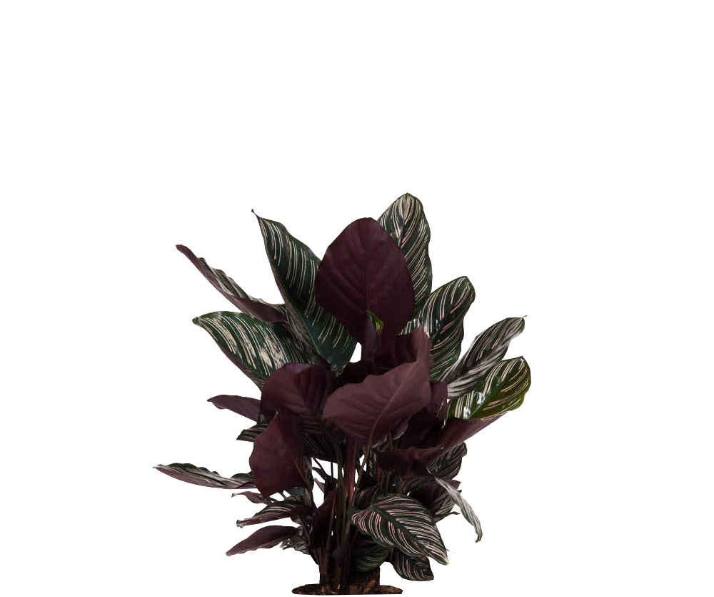 Calathea Ornata - Korbmarante