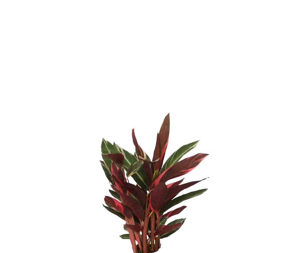 Calathea Triostar - Stromanthe Thalia