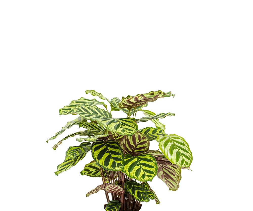 Calathea Makoyana - Korbmarante