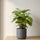 Calathea makoyana kaufen — Korbmarante mit charakteristischem Pfauenmuster