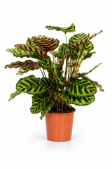 Calathea makoyana Zimmerpflanze — dekorative Tropenpflanze für Halbschatten