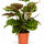 Calathea makoyana Zimmerpflanze — dekorative Tropenpflanze für Halbschatten