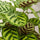 Calathea makoyana Blattdetail — Pfauenmuster und Zeichnung der Korbmarante