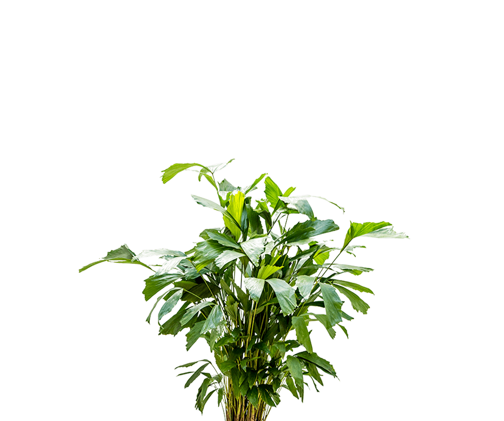 Fischschwanzpalme - Caryota Mitis