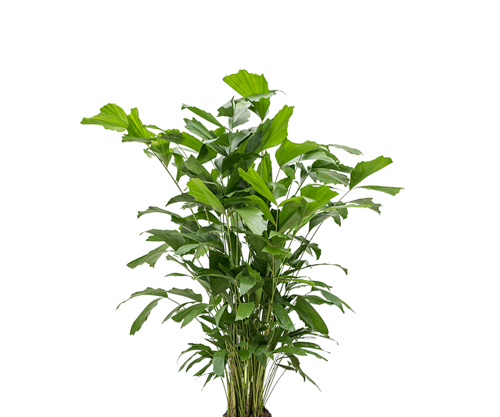 Fischschwanzpalme - Caryota Mitis
