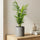 Chamaedora Elegans kaufen — Bergpalme mit elegant gebogenen Fiederblättern, 60 cm