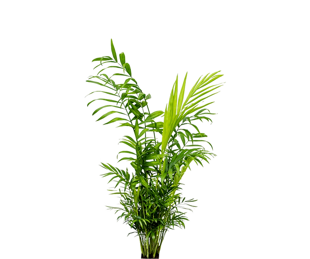 Bergpalme - Chamaedorea Elegans
