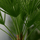 Zwergpalme Chamaerops Humilis — mediterrane Palme mit fächerförmigen Blättern