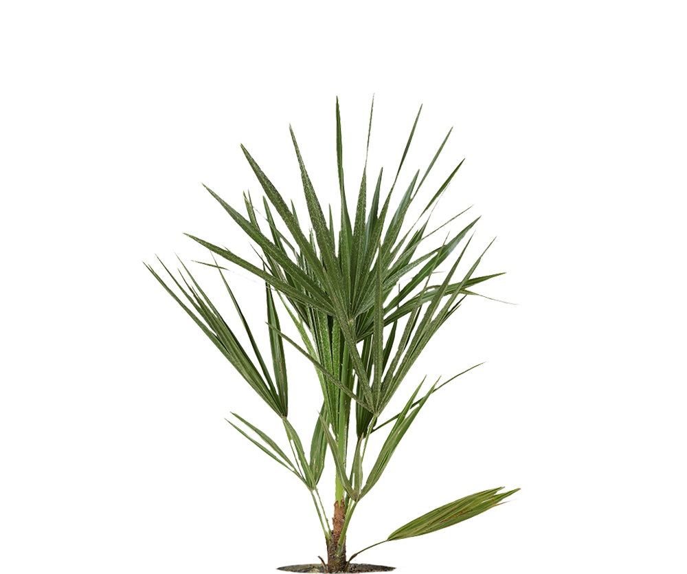 Zwergpalme - Chamaerops Humilis
