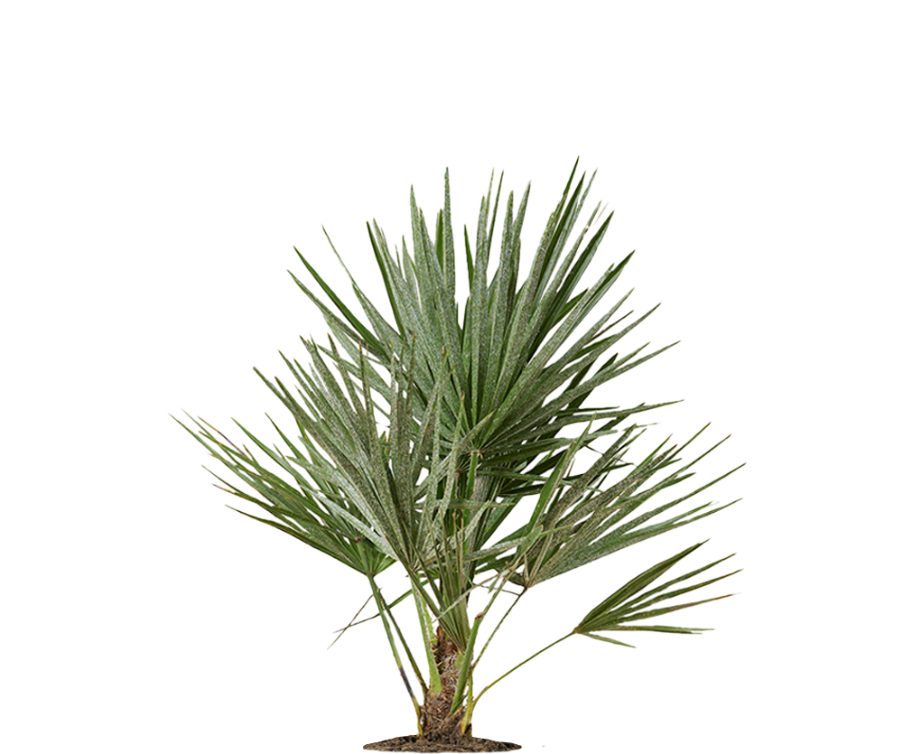Zwergpalme - Chamaerops Humilis