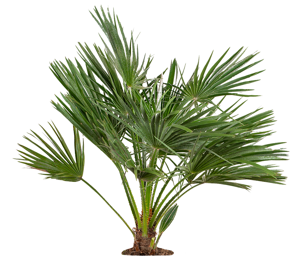 Zwergpalme - Chamaerops Humilis