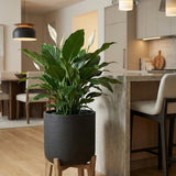 Charlie Black Washed Feet Low Pflanzkübel Schwarz auf Holzfüßen mit Spathiphyllum bepflanzt || Abgebildete Größe: XL