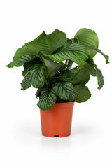Calathea Orbifolia - Korbmarante Ø:21 H:70 cm freigestellt Finestgreen