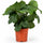 Calathea Orbifolia - Korbmarante Ø:21 H:70 cm freigestellt Finestgreen